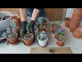 웃자란 다육이 대처방법 4가지. 삽목 잎떼기 등 succulents 202화 해맑은tv