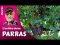 𝗨𝗩𝗔: COMO CULTIVAR LAS PARRAS DE UVAS. Cultivo completo