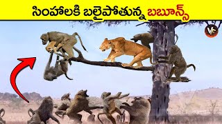 🔵 lion vs baboon | wild animals | animals fight telugu | telugu facts | virinchi facts in telugu