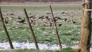 ganzen in de Ooijpolder