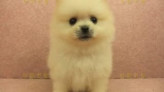 03/16 奶油松鼠博美 Pomeranian -母幼犬- 日新犬舍