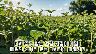 [음식] 다시 주목 받는 건강 지킴이 메밀! 메밀의 숨겨진 효능 단시간에 파헤치기.