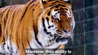 Tiger Motivational video || Wisdom of Tiger --Best Motivation video || Tiger attitude Video