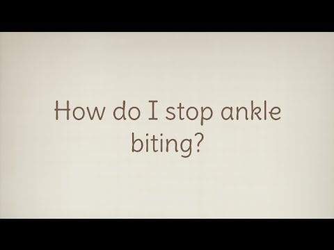Ask A Dog Trainer: How do I stop ankle biting? Ask A Dog Trainer: How do I stop ankle biting?