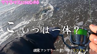 【週末アングラーの釣行日記2024№10】【サクラマスに挑む№6】仕事帰りの1時間勝負で、こんなの釣れましたが・・・