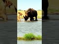 epic showdown lion vs rhino battle in the river caught on camera