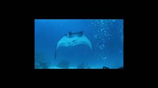 2024 Palau Diving 帛琉潛水，Manta ray、傑克魚風暴 超壯觀