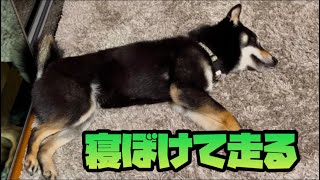 【豆柴】寝ぼけて走る柴犬