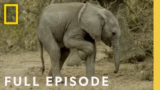 Follow an elephant calf in its first year of life (Full Episode) Happy Baby Elephant | Little Giant