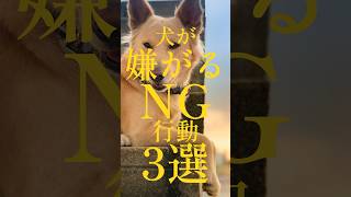 犬が嫌がるNG行動3選 #犬の健康 #犬の豆知識 #犬の雑学 #犬のいる生活 #犬好きさんと繋がりたい