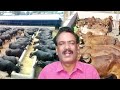 అంతరించిపోతోన్న పశుసంపద farm animals endangered livestock animals may go extinct agriculture news