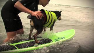 Guinness World Records 2014  Longest Wave Surfed By A Dog