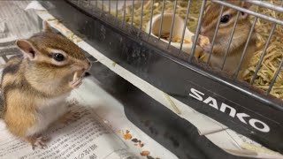 恋鳴きするシマリス チロ　Chipmunk Chiro sings a song of love