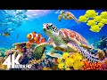 Aquarium 4K VIDEO(ULTRA HD) - Amazing Beautiful Coral Reef Fish - Sleep Relaxing Meditation Music #2