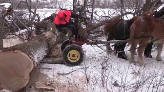 Draft Horse Logging for Local Lumber