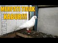 CARA MENGIKAT SAYAP BURUNG MERPATI AGAR TIDAK TERBANG #Kandangmerpatiku