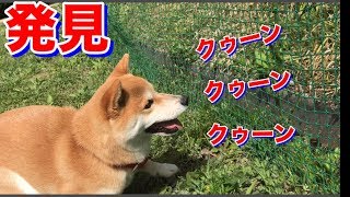 柴犬ハナ 激情と礼節の狭間で踏ん張る -- Shiba founds something.--