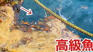 漁港に浮かぶゴミの中で高級魚を探す