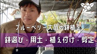 【ブルーベリー】根巻き大苗の鉢植えと剪定を解説します【もうこれで迷わない！】