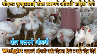 बोइलर कुखुरालाई तौल बढाउने औषधी कहिले दिने / broiler chicken weight gain medication