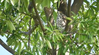 20220204 府平公園鳳頭蒼鷹 – 黑板樹制高點的母鳳頭