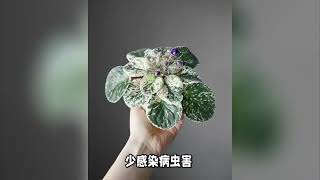 非洲紫罗兰开花的条件详解，别往它的叶子上喷水