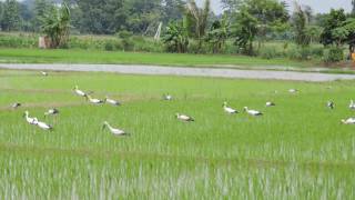 นกปากห่าง  Open-billed stork, Asian openbill;