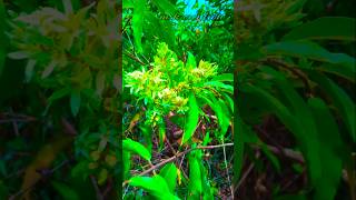 ഈ പൂവിനെ അറിയാമോ?😊😊#nature #shortvideo