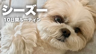 #5-④【ルーティン】もふもふ可愛いシーズー犬と家族の10日間（2023.5.16-5.25）/ Shih Tzu takes a walk everyday in May.