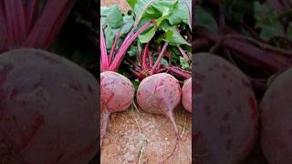 beetroot |beetroot farming #short video #viral video