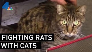 Los Angeles City Hall Fighting Rat Problem With Cats  | NBCLA