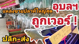 พาชม ตลาดปลา ใหญ่ที่สุดในอุบลฯ ถูกเวอร์! มีปลาให้เลือกหลากหลายชนิด EP. 026