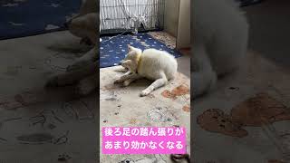 老犬介護犬あるある