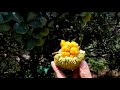 amazing super small jackfruit very delicious