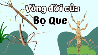 Vòng Đời Của Bọ Que Bao Nhiêu Ngày? The life cycle of Phasmatodea