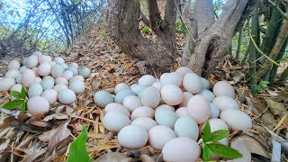 amazing! pick a lot of eggs on the nest under grass pick by best hand