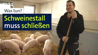 Landwirt muss Schweinestall zusperren – und bangt um Neubau | Abendschau | BR24