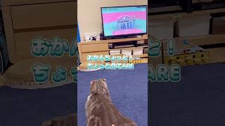 猫が㊗️阪神日本一見て一言…【関西弁猫】#shorts #日本シリーズ #cat #猫 #スコティッシュフォールド