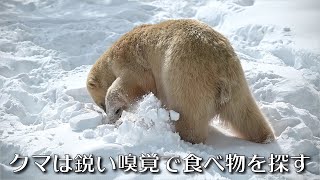 クマは鋭い嗅覚で食べ物を探す(リラのごはん)　#円山動物園 #ホッキョクグマ