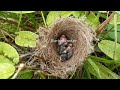 newly hatched baby birds take turns being fed by their parents.bird eps 190