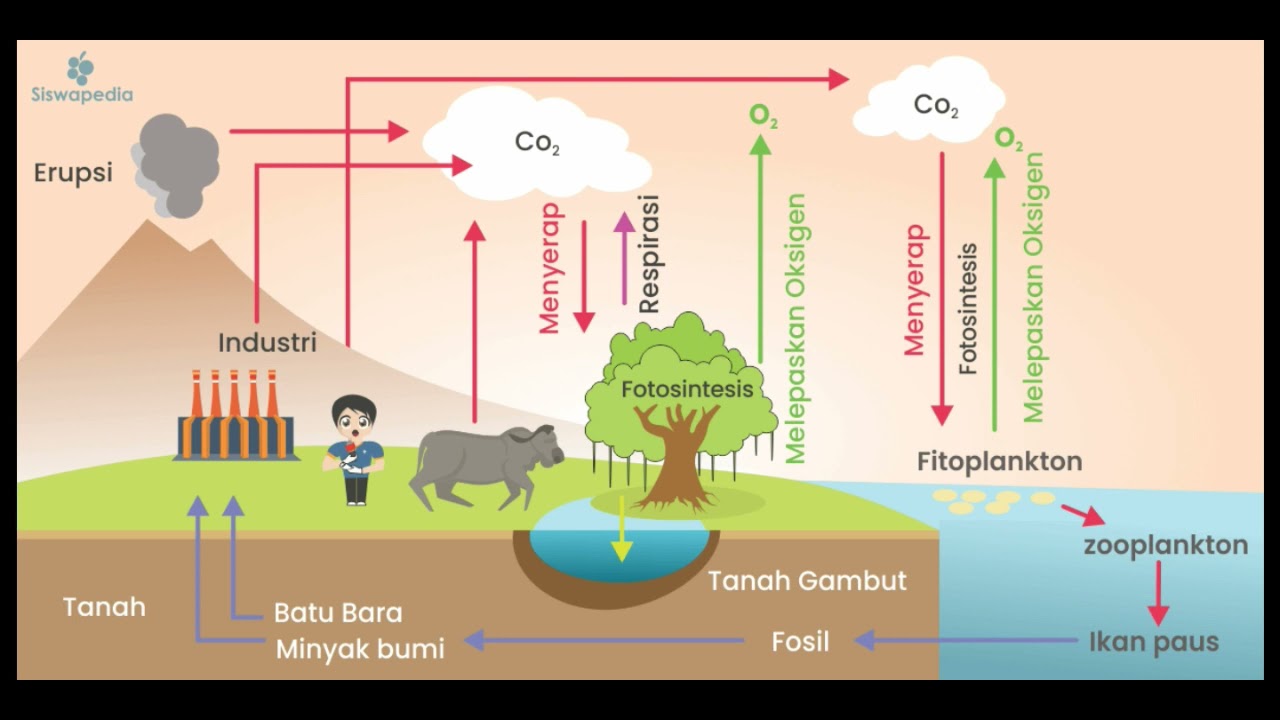 SIKLUS DAUR KARBON DAN OKSIGEN - YouTube