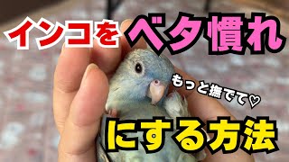 【鳥飼初心者必見】インコの撫で方教えます