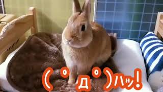 ホラー映画より飼い主のくしゃみに驚く‥うさぎのあるあるネタ🥺