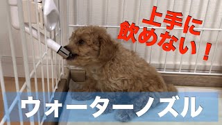 【タイニープードル】ウォーターノズルで上手に飲めない！