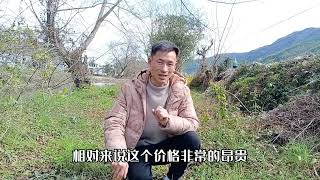 被公认为最好吃的野菜，很多人不认识，吃上一次会让你念念不忘