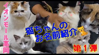 猫カフェPuchi Marry 再び　イオンモール高岡