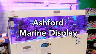 Tank of the Month - Maidenhead Aquatics @ Ashford Marine Display