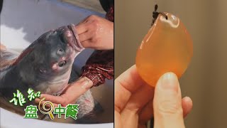 这种鱼的鱼嘴里竟然藏着宝石？揭开大青鱼的养殖秘密，想把民间流传的“索命鱼”养好，关键得看喂啥！| 「谁知盘中餐」20230227