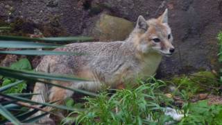 Swiftfuchs frisst Kaninchen