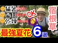 【日本の夏に勝つ🇯🇵】最強の夏花宿根草6選🌞/ 40℃近い猛暑、ギラギラ西日、連日の水切れによる乾燥にも強い宿根草は？/ 真夏でも咲く様子もご紹介🤗/ 極矮性〇〇、耐暑性最高評価〇〇【ガーデニング】